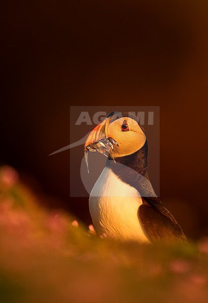 Papegaaiduiker met vis, Atlantic Puffin with fish stock-image by Agami/Danny Green,