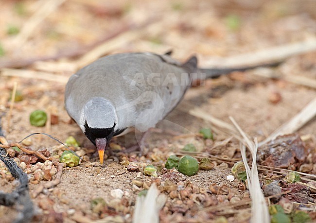 Mannetje Maskerduif; Male Namaqua Dove stock-image by Agami/Markus Varesvuo,