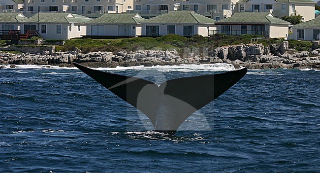 Zuidkaper vlakbij de kust; Southern Right Whale near the coast stock-image by Agami/Bas Haasnoot,
