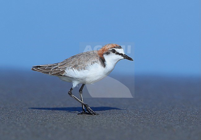 Adult male Red-capped Plover (Charadrius ruficapillus) walkin on Noah beach at Cap Tribulation in Queensland, Australia. stock-image by Agami/Aurélien Audevard,