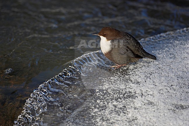 White-throated Dipper standing in frozen river; Waterspreeuw zittend in bevroren rivier stock-image by Agami/Markus Varesvuo,