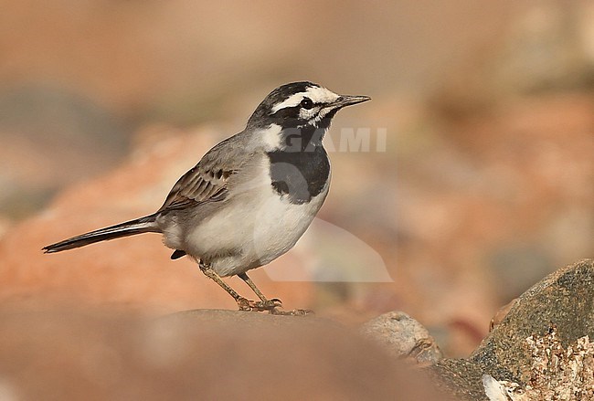 The Moroccan subspecies of White Wagtail (Motacilla alba subpersonata) is an endemic taxon. stock-image by Agami/Eduard Sangster,