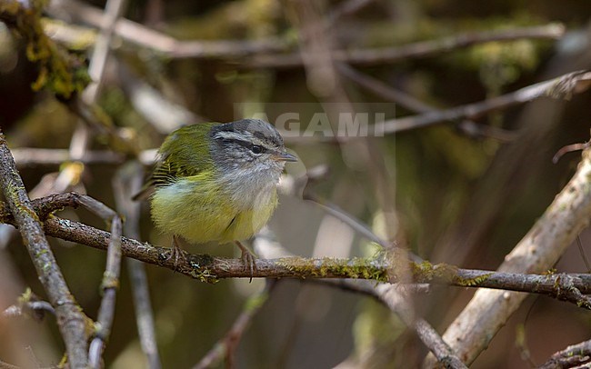 Ashy-throated Warbler, Phylloscopus maculipennis, perched in Doi Inthanon, Thailand stock-image by Agami/Helge Sorensen,