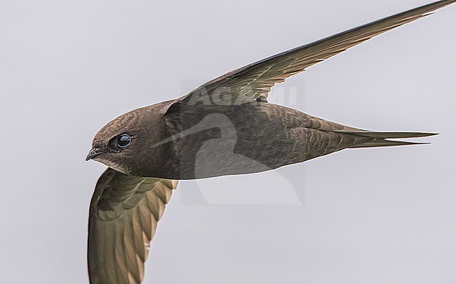 Common swift (Apus apus) in flight, close-up of the head. stock-image by Agami/Lennart Verheuvel,