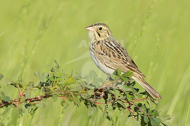 Adult Baird's Sparrow, Centronyx bairdii
Kidder Co., ND stock-image by Agami/Brian E Small,