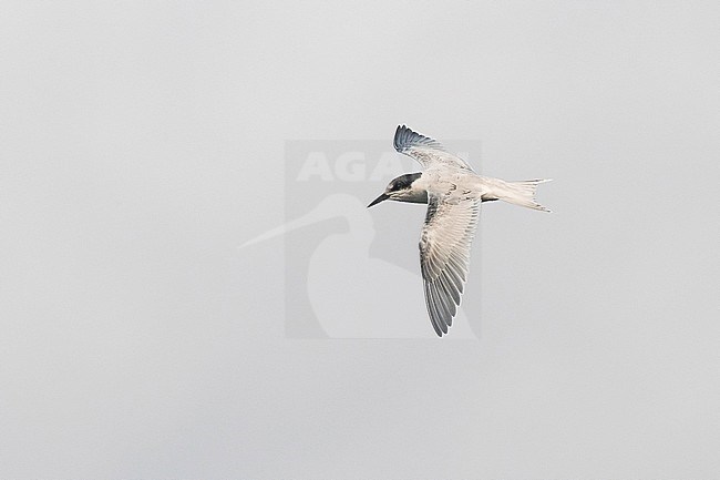 First-winter Roseate Tern (Sterna dougallii) fishing in Ponta Delgada Harbour on the island Terceira in the Azores. stock-image by Agami/David Monticelli,
