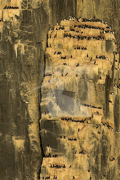 Kolonie Kortbekzeekoeten in Spitsbergen; Colony of Thick-billed Murre in Svalbard stock-image by Agami/Danny Green,