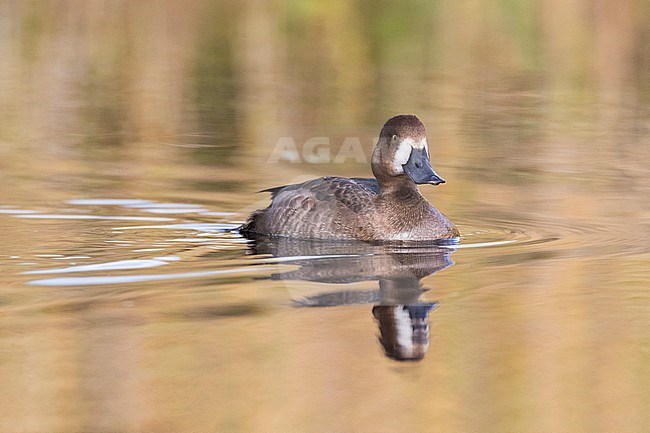 Toppereend op een klein duinmeertje op Vlieland; Greater Scaup (Aythya marila) swimming in a small dune lake on Vlieland stock-image by Agami/Marc Guyt,