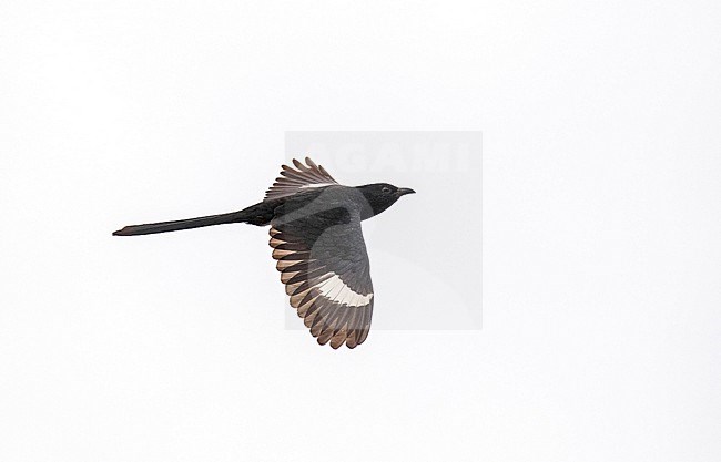 Dark phase Jacobin cuckoo (Clamator jacobinus serratus), also known as pied cuckoo or pied crested cuckoo,, in South Africa. stock-image by Agami/Pete Morris,