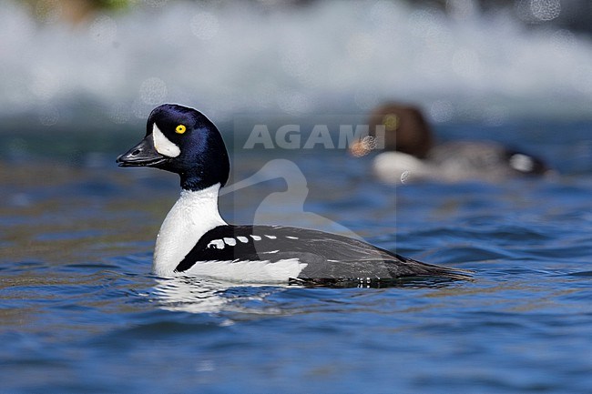 Barrow's Goldeneye (Bucephala islandica), side view of an adult male swimming in the water with a female in the background, Northeastern Region, Iceland stock-image by Agami/Saverio Gatto,