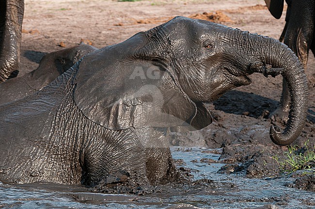 An African elephant, Loxodonta africana, mud bathing on a bank of the Chobe River. Chobe River, Chobe National Park, Botswana. stock-image by Agami/Sergio Pitamitz,