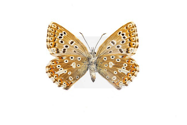 Chalk-Hill Blue; Bleek blauwtje, Polyommatus coridon stock-image by Agami/Wil Leurs,