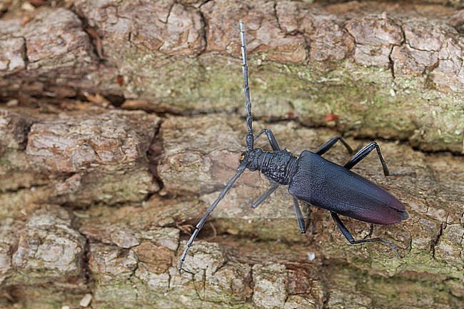 Cerambyx cerdo - Great Capricorn Beetle - Großer Eichenheldbock, Germany, imago, female stock-image by Agami/Ralph Martin,