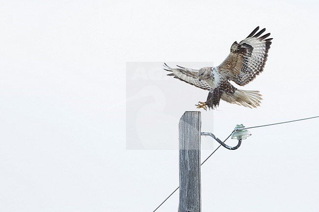 Upland Buzzard - Mongolenbussard - Buteo hemilasius, Russia (Baikal), adult stock-image by Agami/Ralph Martin,