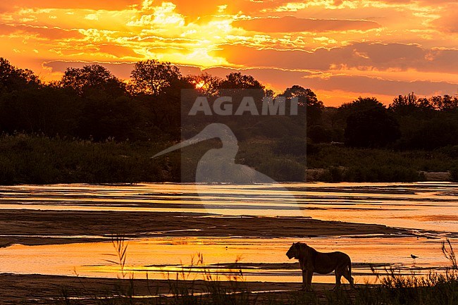 A silhouetted lion, Panthera leo, walking along the Sand River at sunset. Sand River, Mala Mala Game Reserve, South Africa. stock-image by Agami/Sergio Pitamitz,