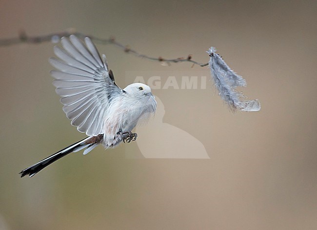 Northern Long-tailed Tit (Aegithalos caudatus caudatus) in flight in Finland. Hovering in mid air to pick feathers for its nest. Flying with one feather in its bill. stock-image by Agami/Arto Juvonen,