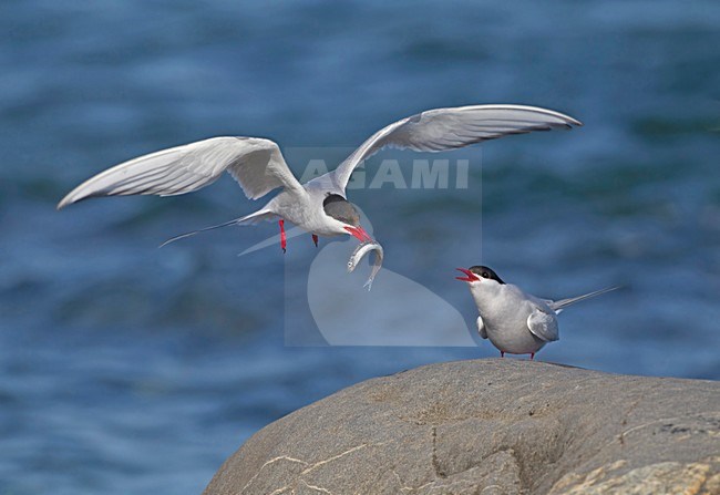 Noordse Stern met vis, Arctic Tern with fish stock-image by Agami/David Hemmings,