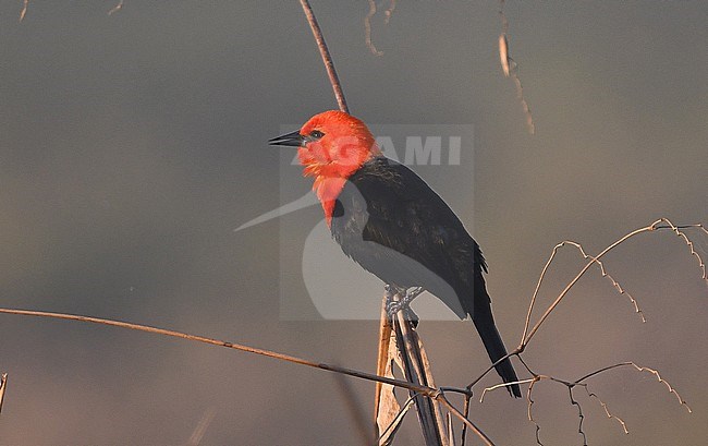 Scarlet-headed Blackbird (Amblyramphus holosericeus) at the Pantanal, Brazil stock-image by Agami/Eduard Sangster,