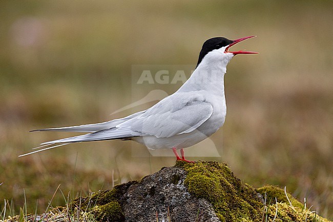 Arctic Tern (Sterna paradisaea), side view of an adult standing on a rock, Southern Peninsula, Iceland stock-image by Agami/Saverio Gatto,