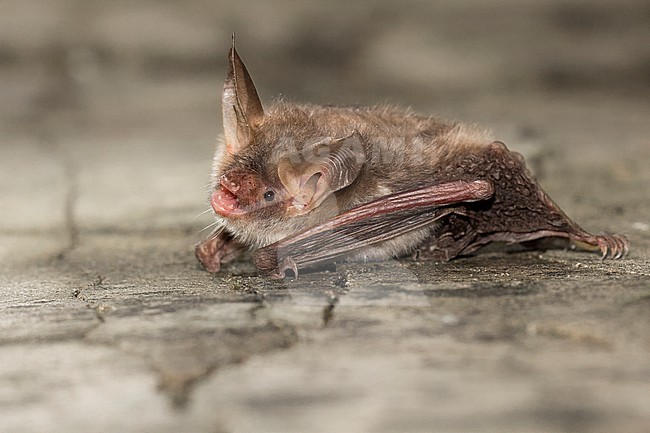 Bechstein's bat is sitting on al wall stock-image by Agami/Theo Douma,