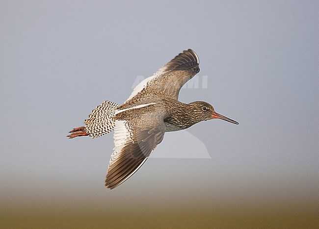 Vliegende Tureluur; Flying Common Redshank (Tringa totanus) stock-image by Agami/Arie Ouwerkerk,
