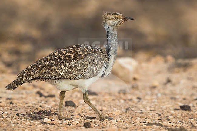 Houbara Bustard (Chlamydotis undulata fuertaventurae) on the Canary Island of Fuerteventura. This subspecies is highly restricted and endangered, with less then 500 birds left in the wild. stock-image by Agami/Daniele Occhiato,