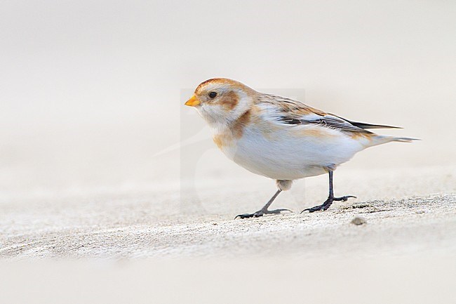 Snow Bunting, Plectrophenax nivalis, in winter plumage sitting on basalt rocks part of small flock wintering. at North Sea coast. Adult female os subspecies nivalis waling on the beach at eye-level. stock-image by Agami/Menno van Duijn,