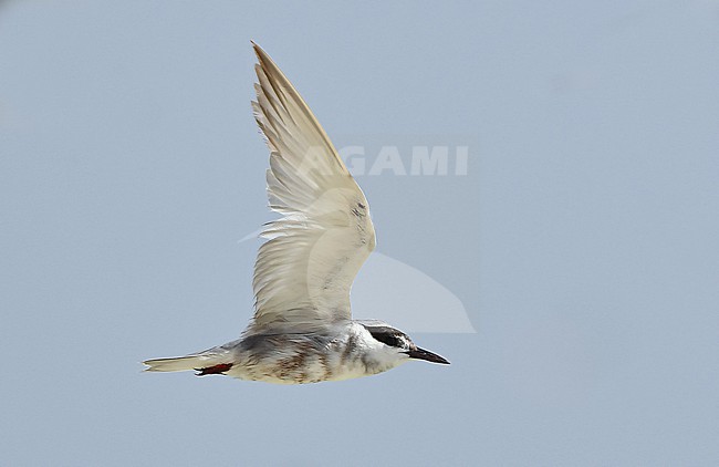  stock-image by Agami/Eduard Sangster,