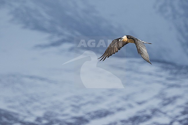 Adult Lammergeier (Gypaetus barbatus barbatus) in Switzerland. Also known as Bearded Vulture. Soaring above the landscape, looking for bones. stock-image by Agami/Ralph Martin,