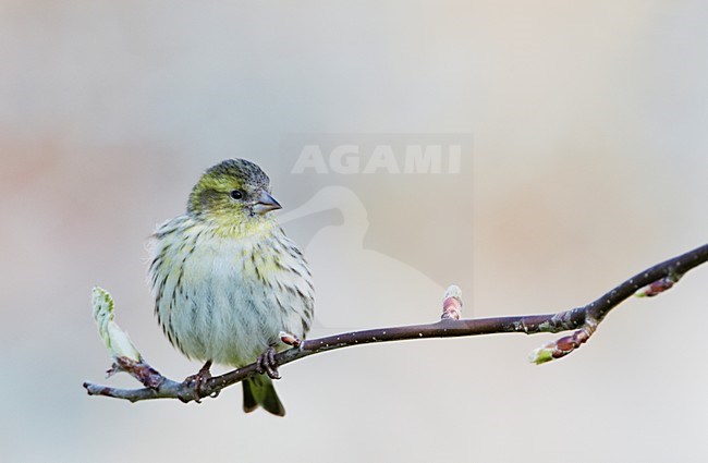 Vrouwtje Sijs op een tak; Female Eurasian Siskin perched on a branch stock-image by Agami/Markus Varesvuo,
