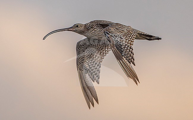 Moulting Far Eastern Curlew (Numenius madagascariensis) in flight in the evening. stock-image by Agami/Lennart Verheuvel,