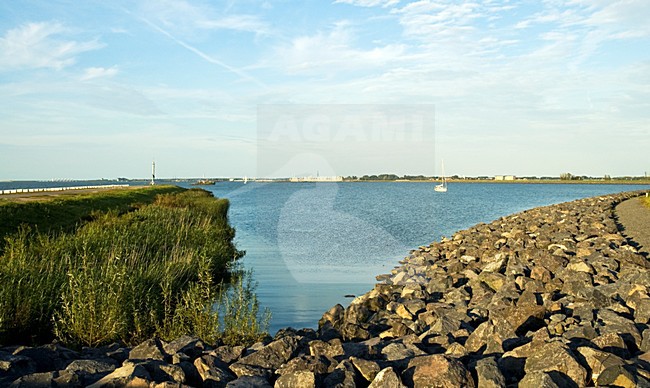 Oostvaardersdijk, Flevopolder, Nederland / Netherlands stock-image by Agami/Marc Guyt,