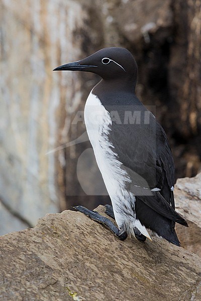 Common Murre (Uria aalge), bridled adult standing on a rock stock-image by Agami/Saverio Gatto,