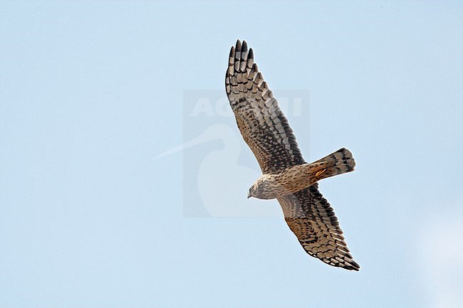 Northern Harrier, Circus hudsonius, adult female at Plum Island, Massachusetts, USA stock-image by Agami/Helge Sorensen,