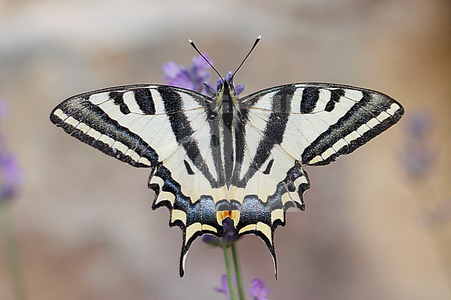 Southern Swallowtail (Papilio alexanor) taken the 17/07/2024 at Montagne de Lure - France stock-image by Agami/Nicolas Bastide,