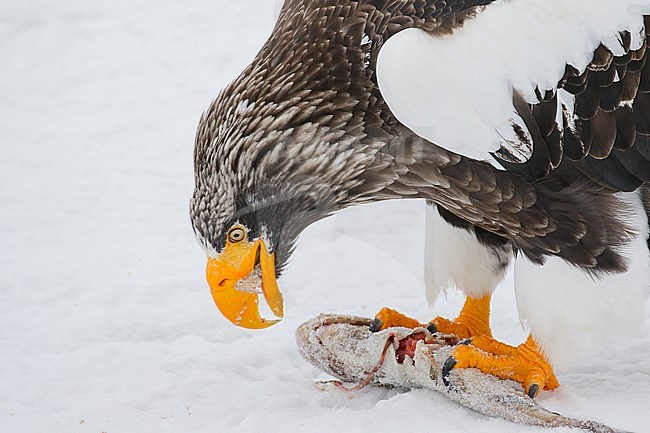 Steller's Sea Eagle (Haliaeetus pelagicus) wintering in Hokkaido, Japan stock-image by Agami/Pete Morris,