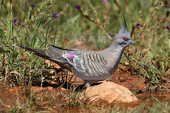 Crested Pigeon (Ocyphaps lophotes lophotes) adult at waterhole stock-image by Agami/Andy & Gill Swash ,