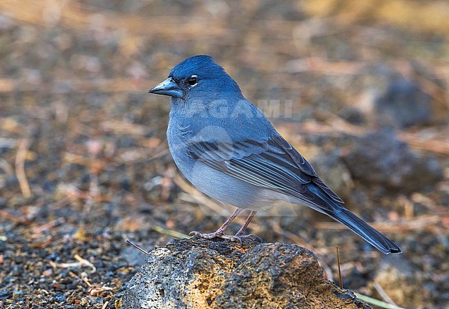 Blue Chaffinch at Merendero De Chio picnic area near Teyde, Tenerife, Canary Islands stock-image by Agami/Vincent Legrand,