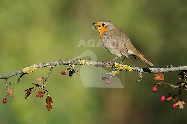 European Robin (Erithacus rubecula) in Aosta valley, Italy. stock-image by Agami/Alain Ghignone,