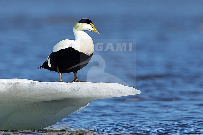 Adult male Hudson Bay American Eider (Somateria mollissima sedentaria) in the Hudson Bay near Churchill, Manitoba, Canada. Standing on an ice flow that is floating offshore. stock-image by Agami/Brian E Small,