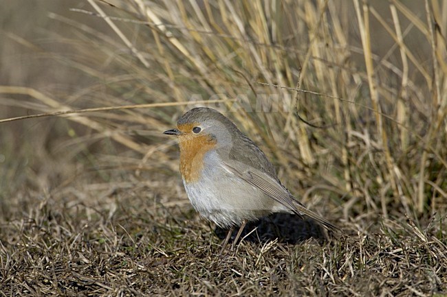 European Robin adult standing on ground, Roodborst adult staand op grond stock-image by Agami/Daniele Occhiato,