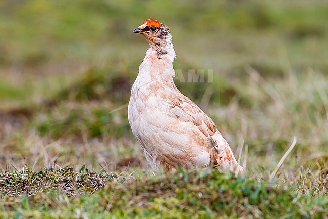 Male Rock Ptarmigan sitting in Svalbard tundra near Longyearbyen, Svalbard. June 27, 2010. stock-image by Agami/Vincent Legrand,