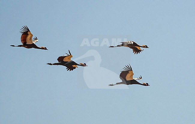 Black Crowned Crane (Balearica pavonina) at Djoudj NP, Senegal stock-image by Agami/Eduard Sangster,