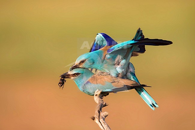 Scharrelaar op de uitkijk; European Roller on perch stock-image by Agami/Marc Guyt,