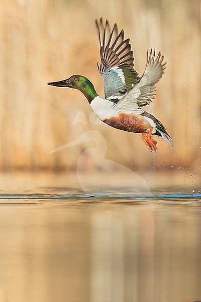 Male Northern Shoveler (Anas clypeata) taking off from a pond in Manitoba, Canada. stock-image by Agami/Glenn Bartley,