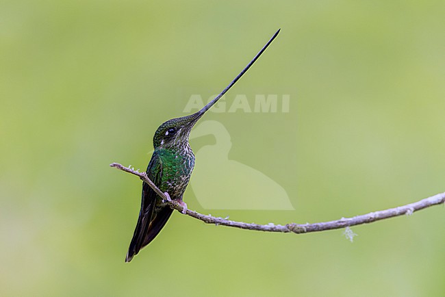 Female Sword-billed Hummingbird (Ensifera ensifera) perched near a bird feeder at the lodge El Color de Mis Rêves near Manizales. stock-image by Agami/David Monticelli,