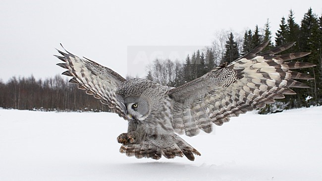 Laplanduil jagend boven besneeuwde grond; Great Grey Owl hunting above ground with snow stock-image by Agami/Markus Varesvuo,