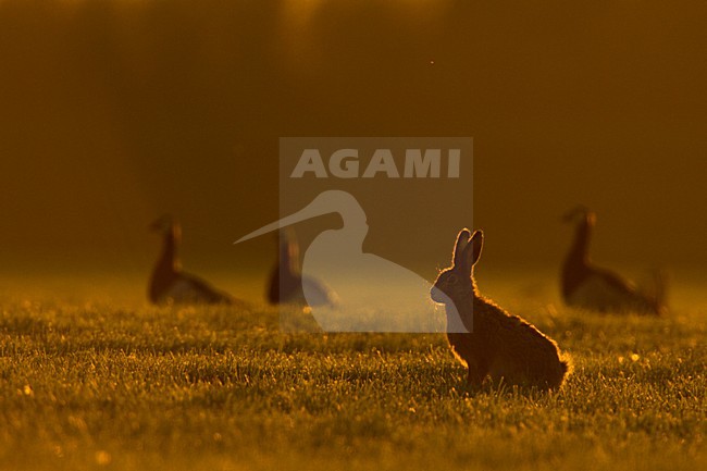 Europese Haas, European Hare stock-image by Agami/Menno van Duijn,