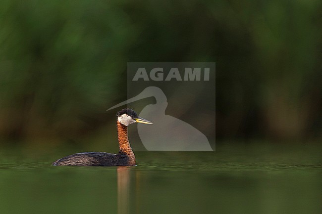 Red-necked Grebe - Rothalstaucher - Podiceps grisegena ssp. grisegena, Germany, adult breeding stock-image by Agami/Ralph Martin,