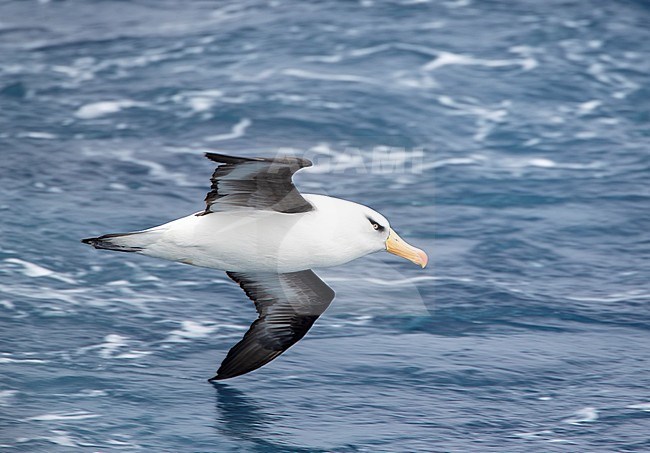 Adult Campbell Albatross (Thalassarche impavida), also known as Campbell Mollymawk, in flight above the southern Pacific ocean of New Zealand. stock-image by Agami/Marc Guyt,